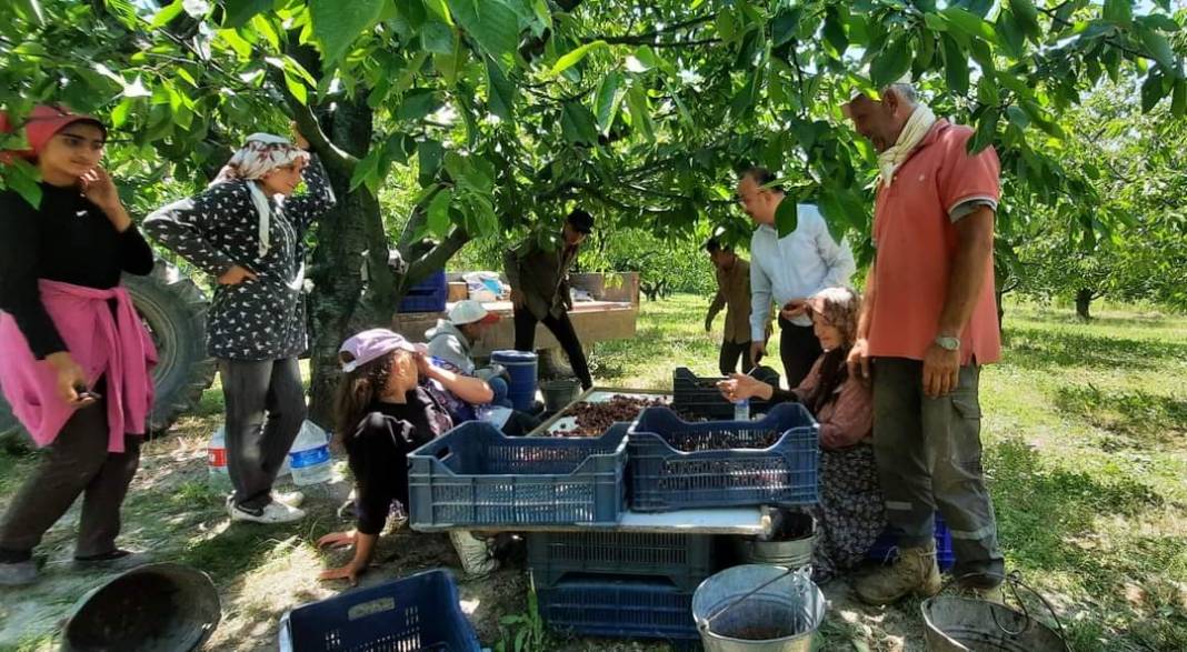 Konya’nın tescilli ürününde hasat başladı 1